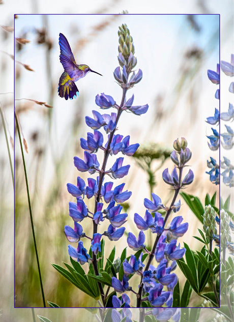Lupine with Hummingbird Panel 16in x 22in Quilt Pattern by Focus on Fabric