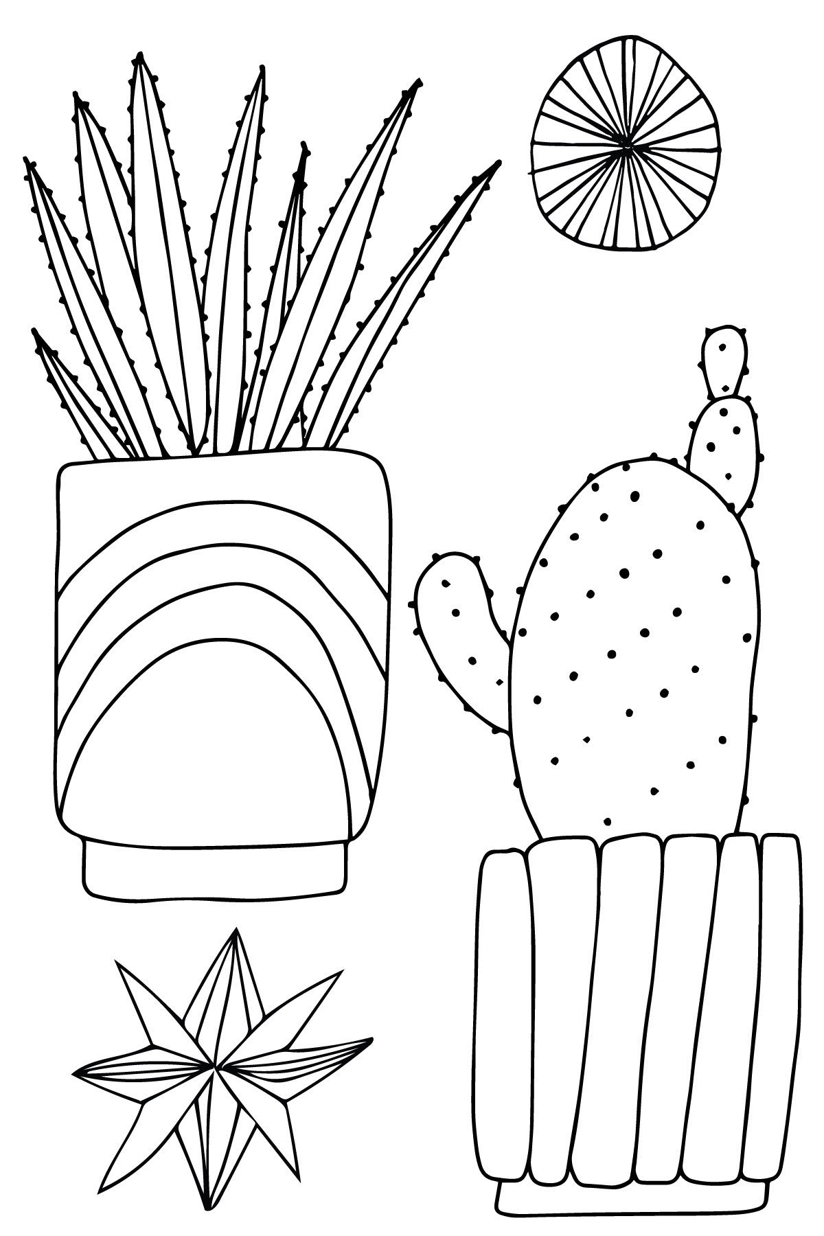 Urban Jungle Houseplants Succulents Cacti and More