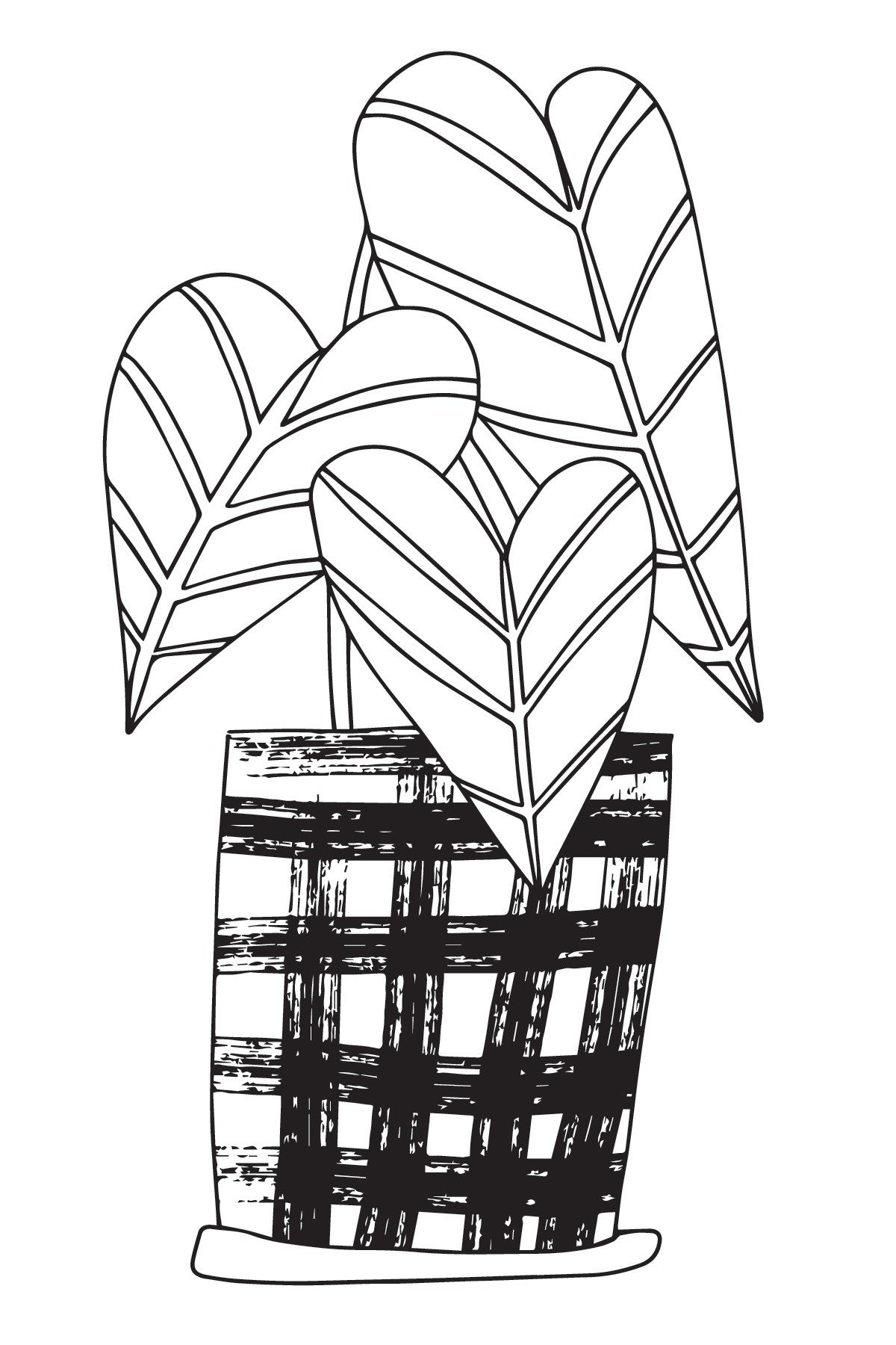 Urban Jungle Houseplants Succulents Cacti and More