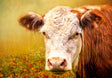 A Handsome Hereford Panel 20in x 14in Quilt Pattern by Focus on Fabric