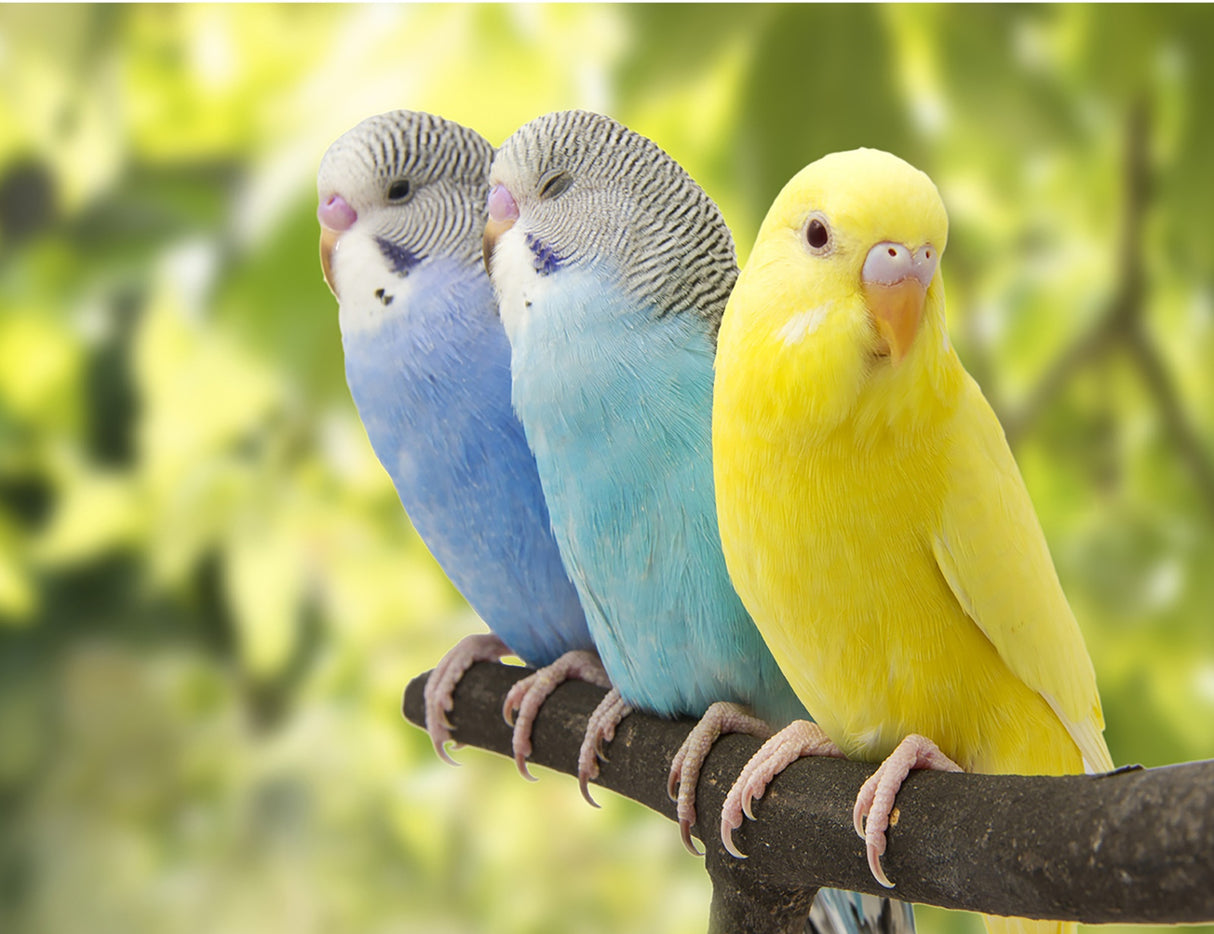 Colorful Parakeets 17x12.75in Panel Quilt Pattern by Focus on Fabric