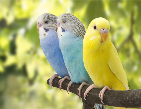 Colorful Parakeets 17x12.75in Panel Quilt Pattern by Focus on Fabric