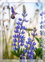 Lupine with Hummingbird Panel 16in x 22in Quilt Pattern by Focus on Fabric