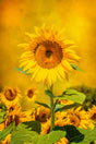 Solitary Sunflower 15x22.5in Panel Quilt Pattern by Focus on Fabric